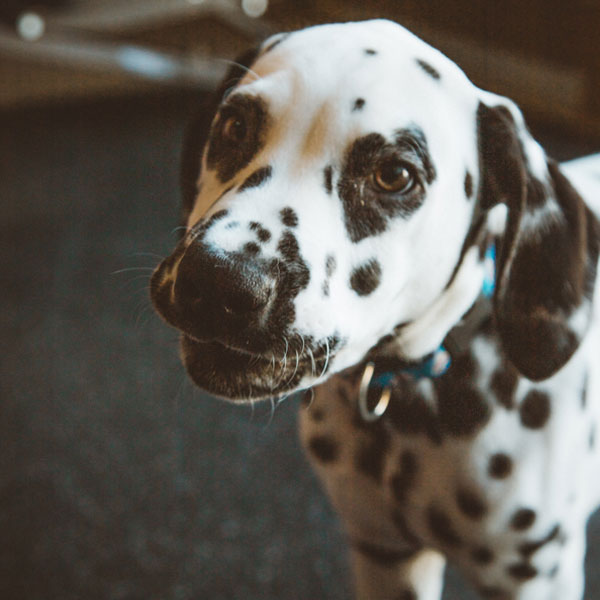 dalmation dog