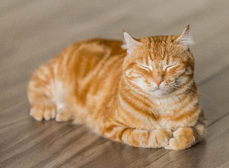 cat content on hardwood floors